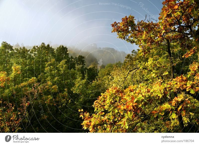 Wartburg Castle in the Fog Well-being Relaxation Calm Vacation & Travel Tourism Far-off places City trip Environment Nature Landscape Cloudless sky Autumn Tree