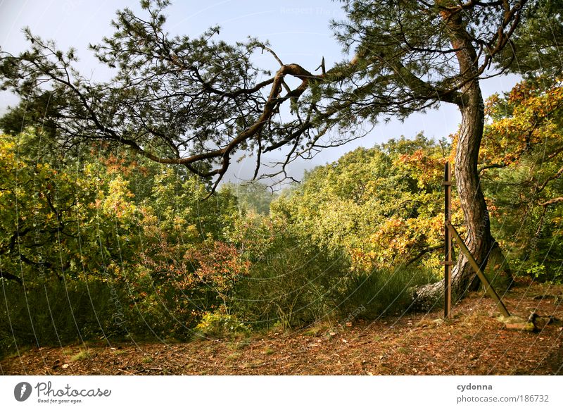 Freely grown Harmonious Relaxation Calm Far-off places Environment Nature Landscape Autumn Tree Leaf Forest Uniqueness Experience Freedom Horizon Idyll Life