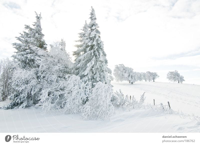 It's going to get colder! Vacation & Travel Tourism Trip Winter Snow Winter vacation Climate Climate change Weather Beautiful weather Ice Frost Tree Bright