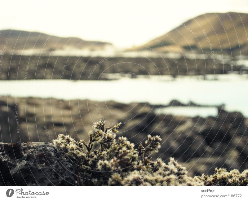 icelandic summer Environment Nature Landscape Plant Water Cloudless sky Beautiful weather Grass Moss Hill Volcano Lake Iceland Calm Loneliness Badlands