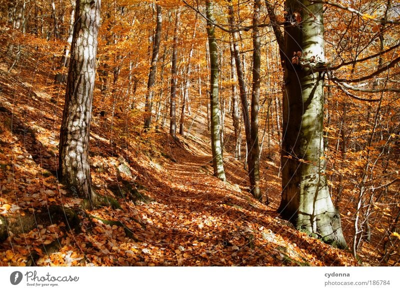 autumn Life Harmonious Relaxation Calm Environment Nature Landscape Autumn Wind Tree Leaf Forest Uniqueness Freedom Idyll Joie de vivre (Vitality)