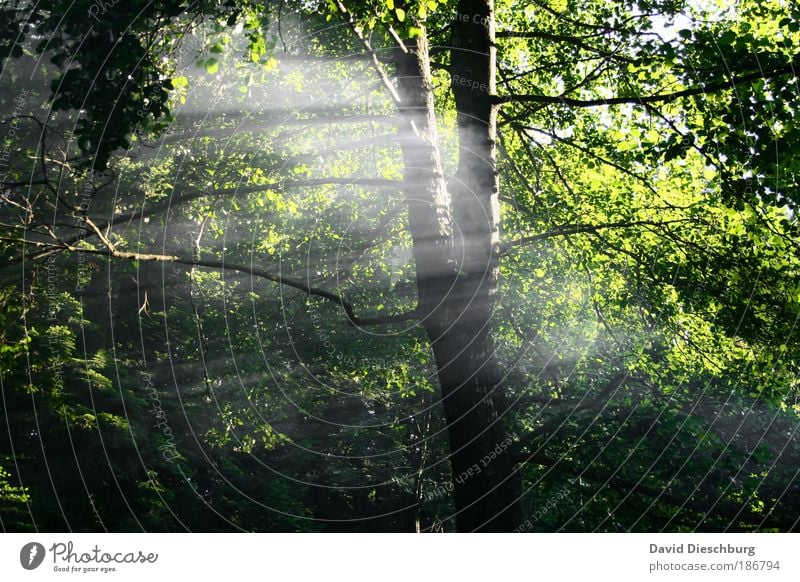 Lights Moment Environment Nature Plant Air Spring Summer Fog Forest Green Black Tree Calm Tree trunk Branch Leaf Beautiful Colour photo Exterior shot