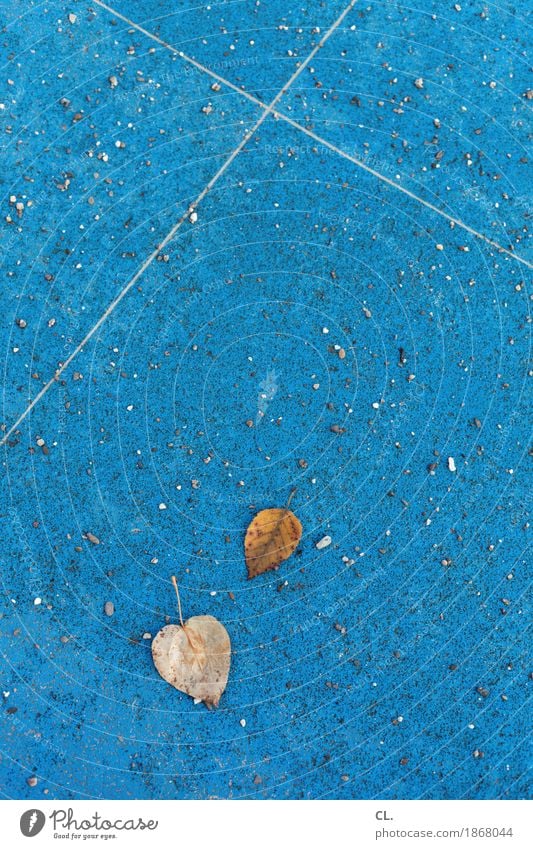 2 leaves Environment Nature Autumn Weather Leaf Ground Stone Line Blue Brown Transience Autumnal Early fall Autumnal weather Autumn leaves Colour photo