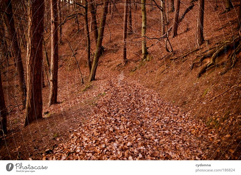 autumn foliage Life Relaxation Calm Environment Nature Landscape Autumn Tree Leaf Forest Colour Idyll Sustainability Beautiful Dream Environmental protection