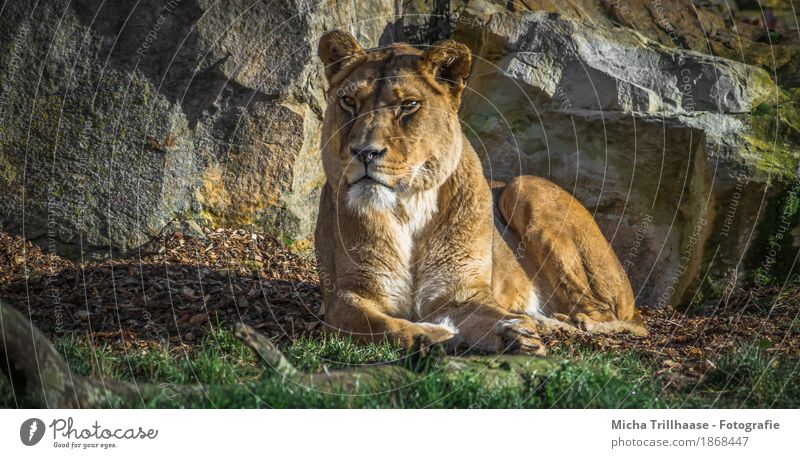 Lying female lion in the sun Zoo Nature Animal Sun Sunlight Plant Grass Wild animal Animal face Pelt Paw Lion 1 Stone Observe Relaxation Lie Esthetic Elegant