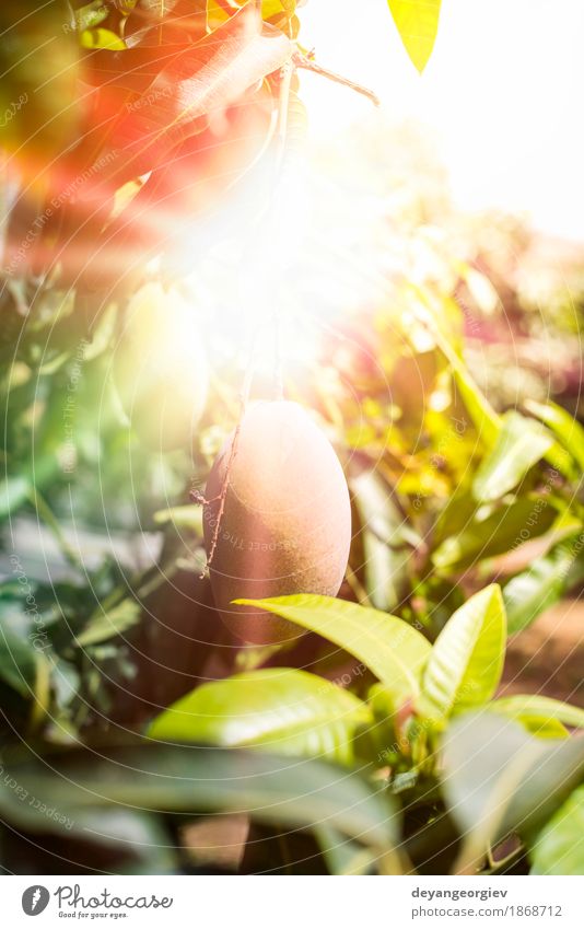 Mangoes on branch Fruit Eating Vegetarian diet Exotic Summer Sun Garden Nature Plant Tree Leaf Fresh Natural Yellow Red sunrays backlight food sweet ripe