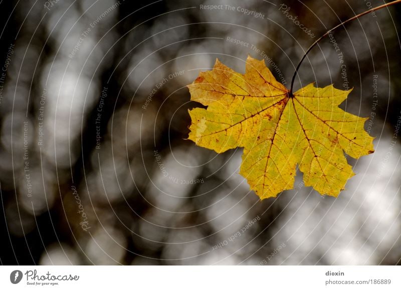 The last sheet Environment Nature Plant Autumn Tree Leaf Hang Brown Yellow Loneliness Transience Colour photo Exterior shot Copy Space left Copy Space bottom