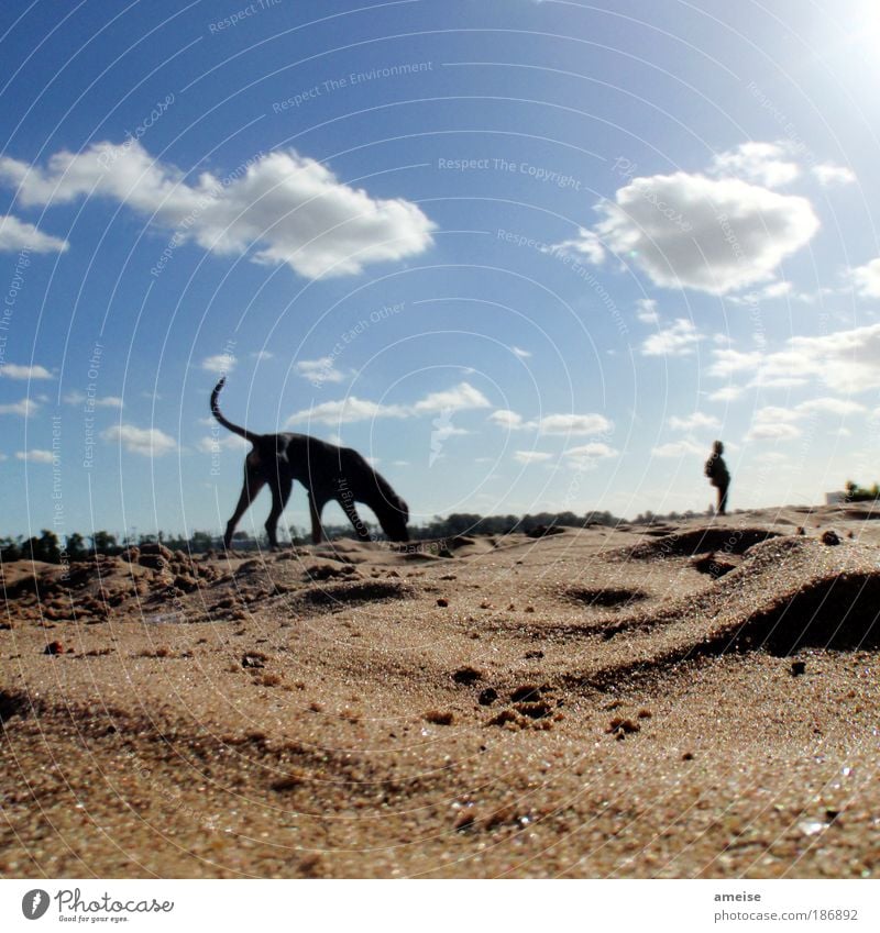 A day at the sea Well-being Relaxation Beach Life Sand Clouds Sunlight Summer Beautiful weather River bank Animal Dog 1 To enjoy Blue Brown Elbe Exterior shot