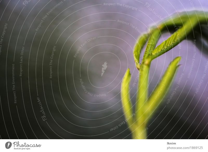 Macro shot of a blade of grass Environment Nature Plant Grass Foliage plant Wild plant Meadow Green Copy Space Background picture Macro (Extreme close-up)