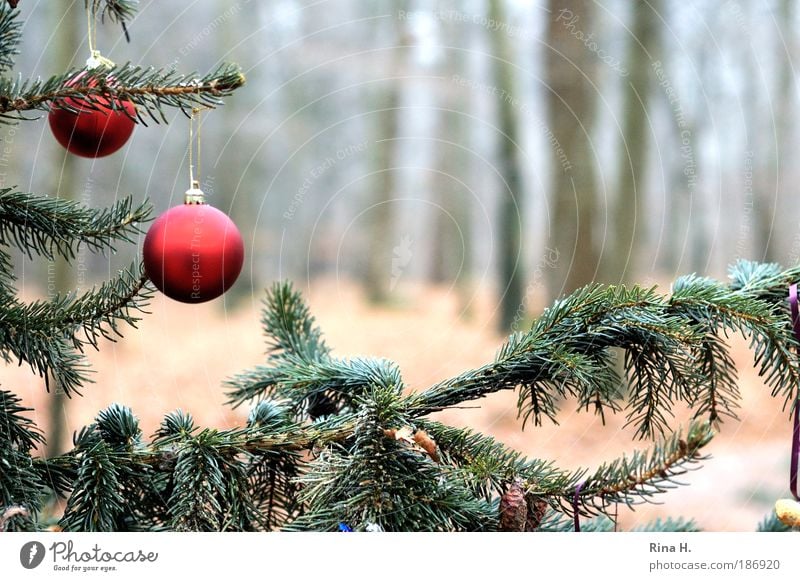 Jewel forest Nature Forest Exceptional Simple Green Red Emotions Happy Contentment Joie de vivre (Vitality) Anticipation Belief Loneliness Christmas & Advent