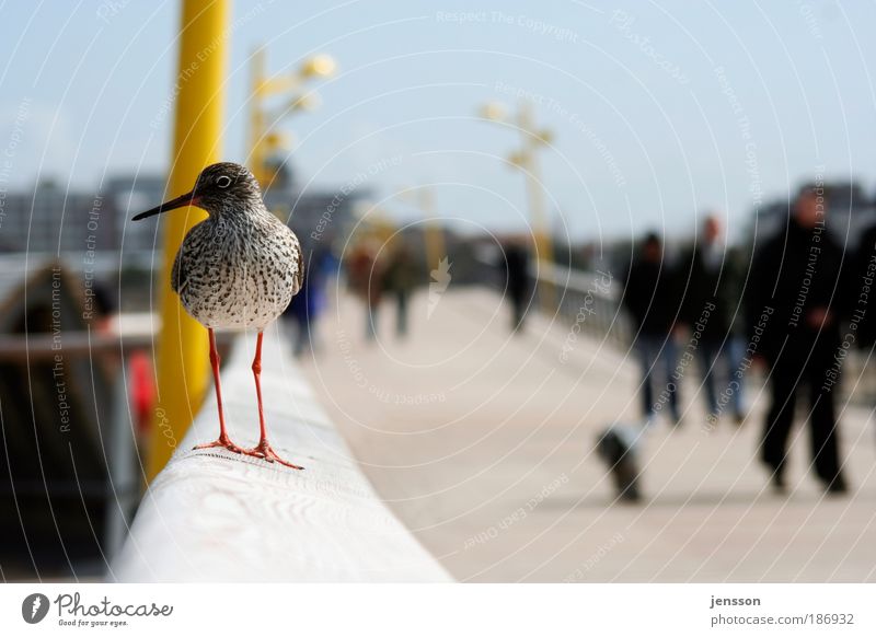 trip hazard Nature Animal Wild animal Bird 1 Calm Environment Trust St. Peter-Ording man and nature Humans and animals Colour photo Multicoloured Exterior shot