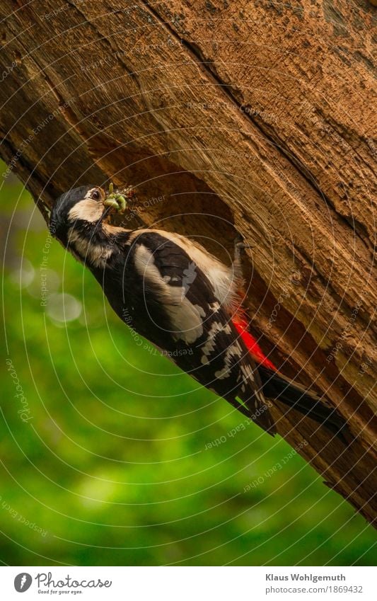 "In the morning at 10 in Germany" Food Environment Nature Animal Spring Summer Tree Garden Park Forest Bird Spider Worm Animal face Flying To feed Feeding Brown