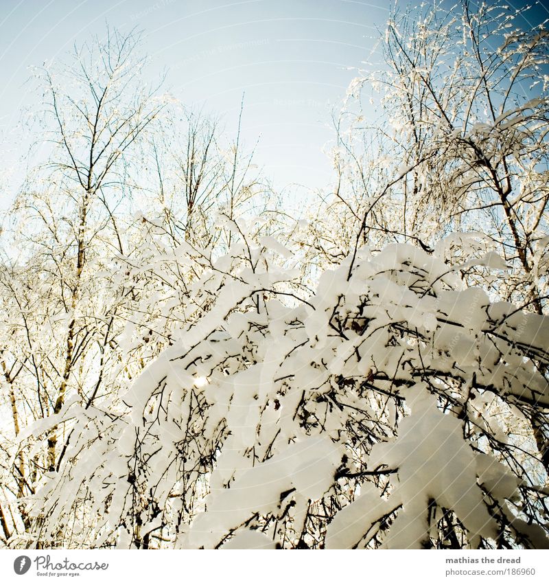 winter magic Environment Landscape Plant Sky Winter Beautiful weather Ice Frost Snow Tree Bushes Park Forest Cold Idyll Covered Snowflake Branch White Calm