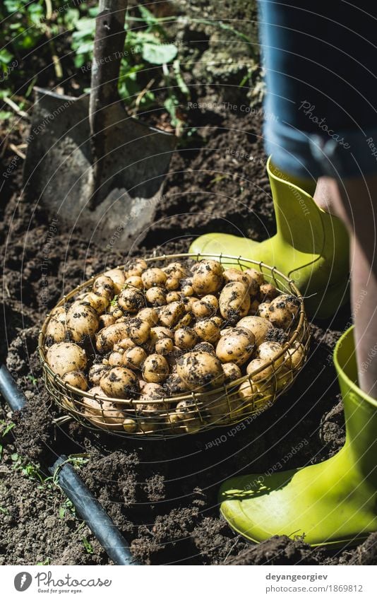 Woman harvest potatoes from the garden Vegetable Summer Garden Gardening Hand Culture Nature Plant Earth Dirty Fresh Natural Potatoes food Crops Harvest Farm