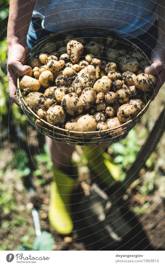 Woman harvest potatoes from the garden Vegetable Summer Garden Gardening Hand Culture Nature Plant Earth Dirty Fresh Natural Potatoes food Crops Harvest Farm