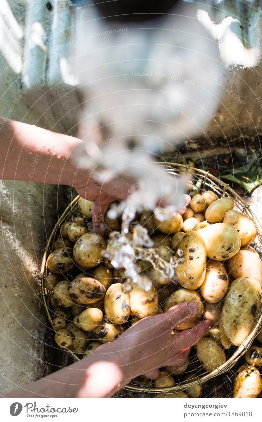 Washing freshly harvested potatoes Vegetable Bowl Woman Adults Hand Plant Fresh Natural Clean Green Potatoes Farm agriculture processing water washed Organic