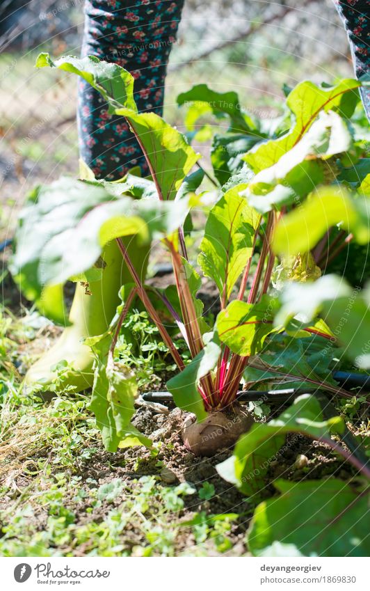 Woman harvest beet in the garden Vegetable Vegetarian diet Summer Garden Gardening Nature Plant Leaf Wood Fresh Natural Green Red Red beet food Organic beetroot