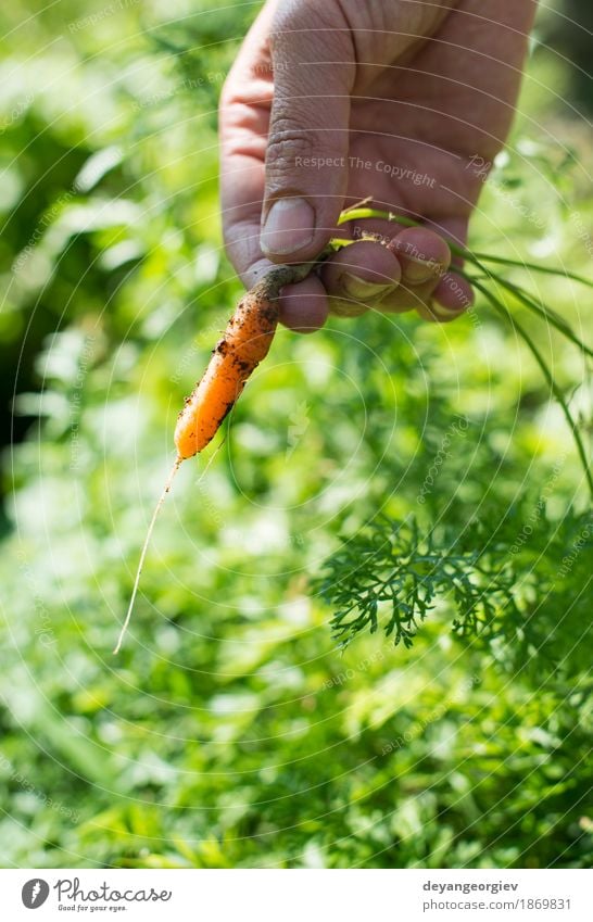 Woman harvest carrots Vegetable Vegetarian diet Garden Gardening Adults Hand Plant Earth Growth Fresh Green Carrot Organic Harvest food bunch healthy