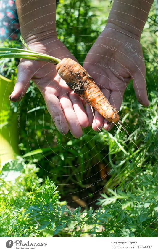 Woman harvest carrots Vegetable Vegetarian diet Garden Gardening Adults Hand Plant Earth Growth Fresh Green Carrot Organic Harvest food bunch healthy