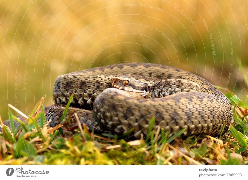 common crossed adder basking Beautiful Woman Adults Environment Nature Animal Wild animal Snake Natural Brown Fear Dangerous Reptiles poisonous European