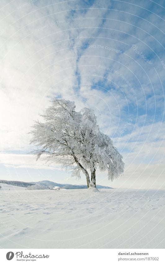 finally cold fingers !! Sky Sun Winter Beautiful weather Ice Frost Snow Tree Far-off places Black Forest White Blue Copy Space top Copy Space bottom Sunlight