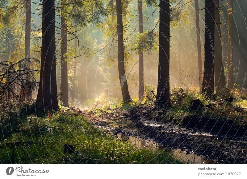 beautiful morning light in spruce forest Beautiful Adventure Sun Environment Nature Landscape Autumn Fog Tree Park Forest Lanes & trails Growth Natural Green