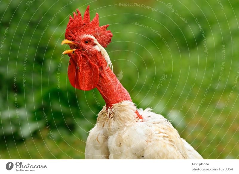 shaggy rooster portrait Beautiful Man Adults Nature Animal Bird Stand Natural Red Colour Rooster Farm agriculture background poultry head Chicken Domestic one