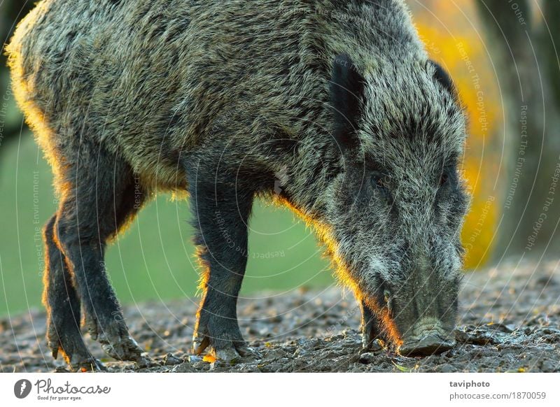 wild boar closeup at dawn Beautiful Face Hunting Environment Nature Animal Forest Fur coat Large Natural Wild Brown Dangerous Colour Pigs Mammal hog head