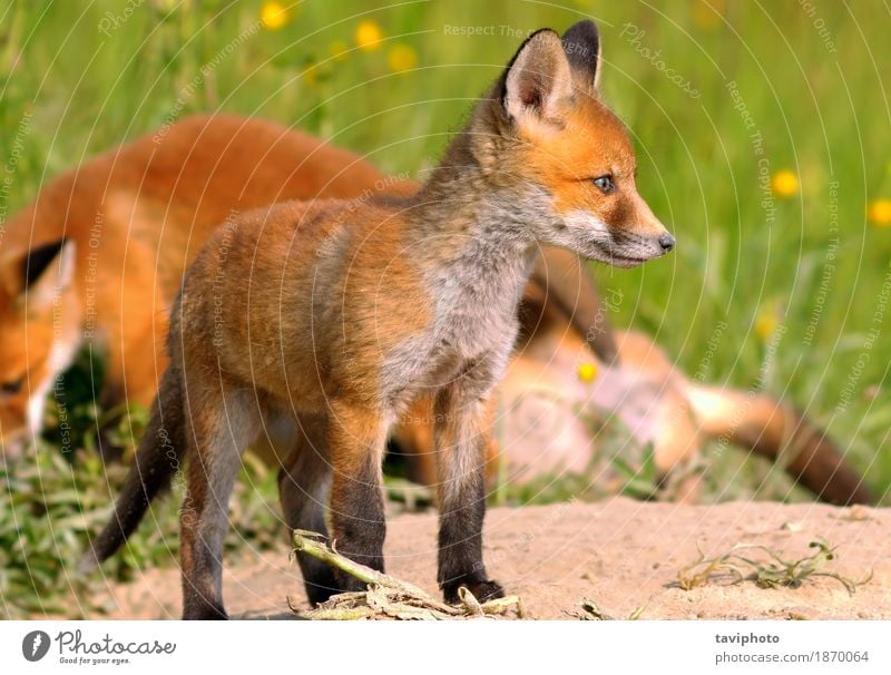 young european fox Beautiful Hunting Baby Environment Nature Animal Dog Baby animal Small Natural Cute Wild Brown Green Red Colour Fox wildlife predator vulpes