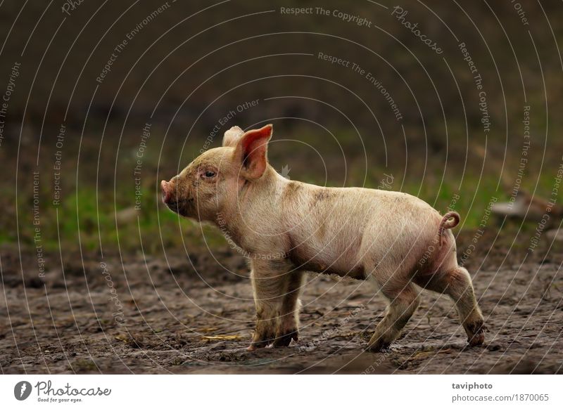 young pig near the farm Meat Happy Beautiful Baby Nature Landscape Animal Earth Pet Stand Dirty Free Small Funny Cute Green Pink White Colour Farm Pigs Mammal