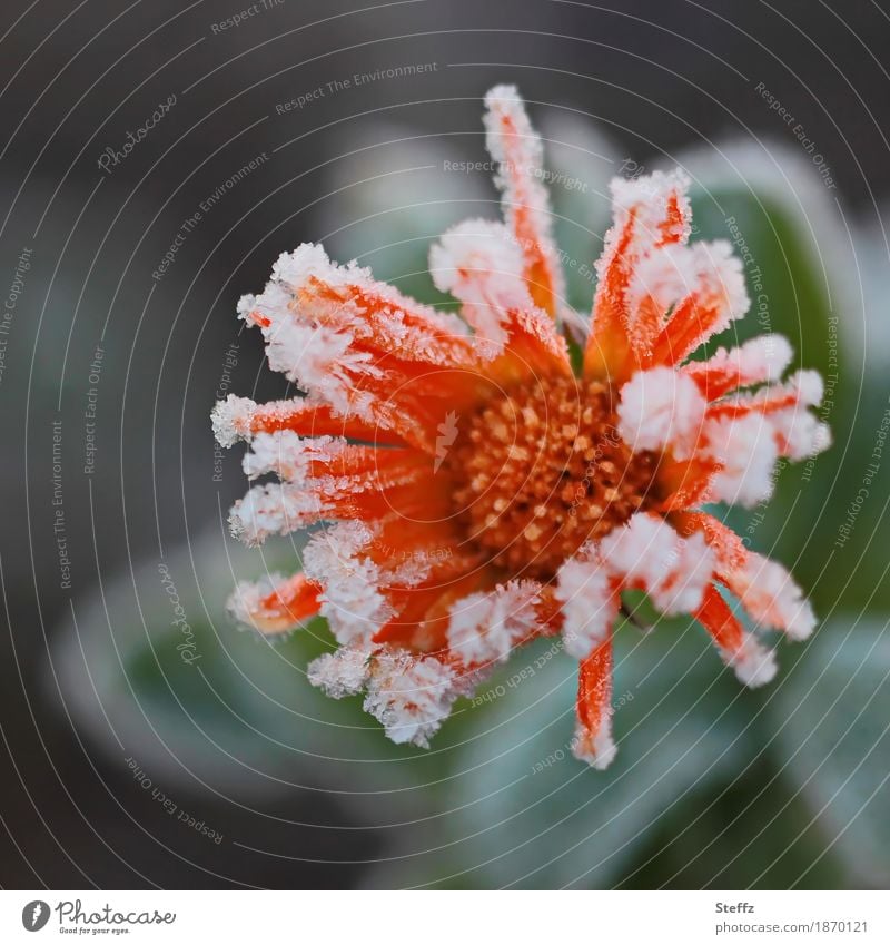 Marigold in November frost calendula calendula officinalis Flower power late bloomers Frost Novemberflower Hoar frost Freeze Cold Frozen Cold shock