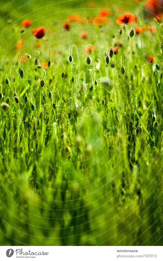 Green Eternal Environment Nature Plant Earth Spring Weather Beautiful weather Blossom Wild plant Poopy Field Emotions Happiness Enthusiasm Optimism