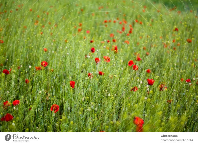 Free Land Nature Plant Spring Beautiful weather Field Emotions Joy Optimism Determination Warm-heartedness Romance Desire Hope Longing Loneliness Relaxation