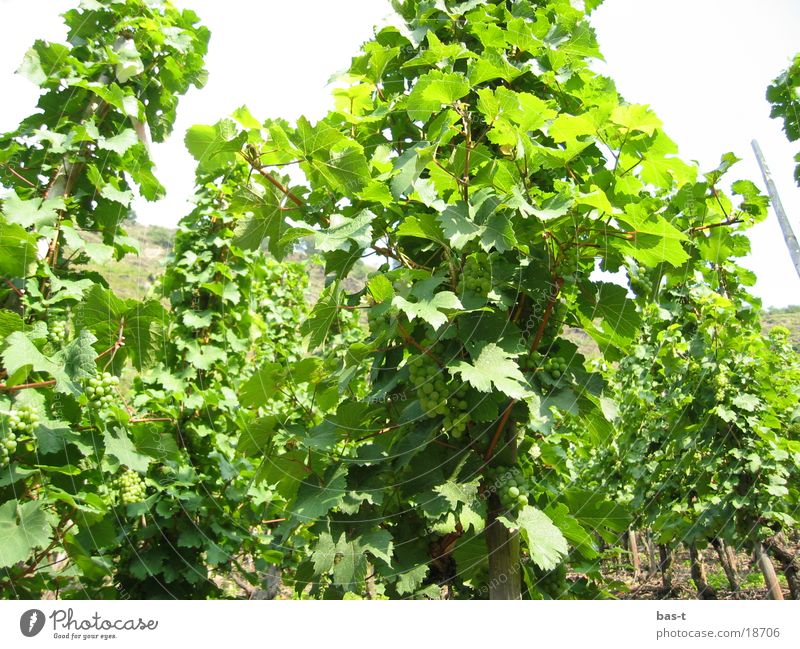 Grapes on a slope in the sun Bunch of grapes Vine Slope Summer Sun