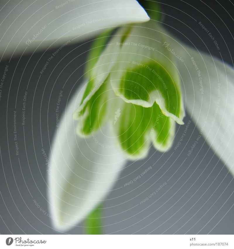 snowdrops Environment Nature Plant Spring Snow Blossom Snowdrop Park Meadow Esthetic Elegant Fresh Beautiful Green White Spring fever Anticipation Power Flower