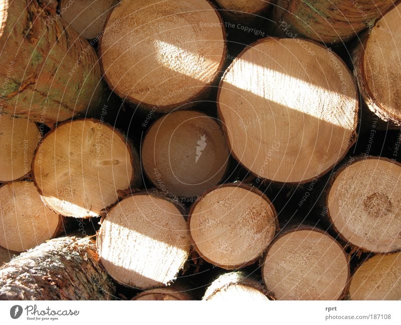 woody Tree Spruce Work and employment Round Brown Arrangement Stack Wood Stack of wood Colour photo Exterior shot Deserted Day Light Shadow Sunlight Sunbeam