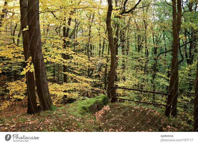 vantage point Life Harmonious Well-being Relaxation Calm Environment Nature Landscape Autumn Wind Tree Leaf Forest Movement Uniqueness Freedom Idyll Beautiful