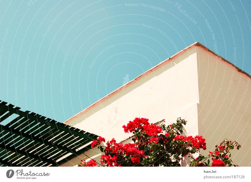 house wall Colour photo Deserted Rose Sunlight Beautiful weather Worm's-eye view Copy Space top Wall (building) Facade Flower Plant Roof Wood Blue Black Red