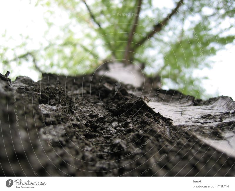 ant trail Tree Ant Tree trunk Column of ants Tree bark Street Lanes & trails