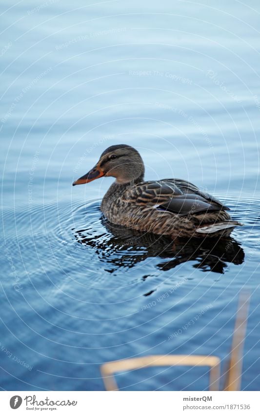 Baltic Sea III Art Work of art Esthetic Duck Duck birds Float in the water Idyll Water Lake Lakeside Beak Feather Peaceful Decent Indigenous Animal Bird