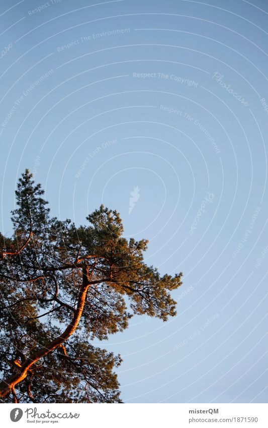 Baltic Sea I Art Esthetic Sky Pine Coniferous trees Summer Blue Tree trunk Colour photo Multicoloured Exterior shot Detail Experimental Abstract Deserted