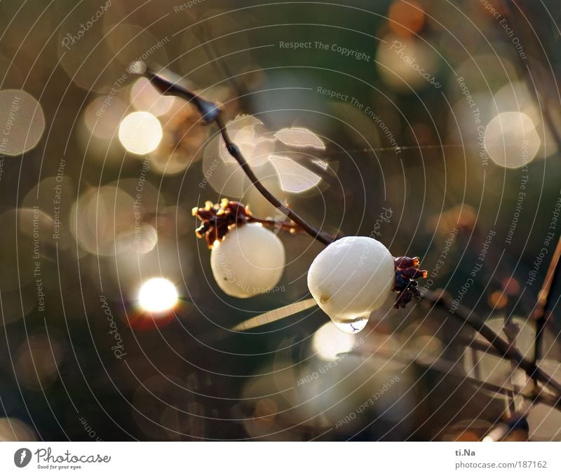 the other day in the garden Environment Nature Landscape Animal Drops of water Climate Beautiful weather Plant Bushes toy pea Sphere Glittering Hang Growth