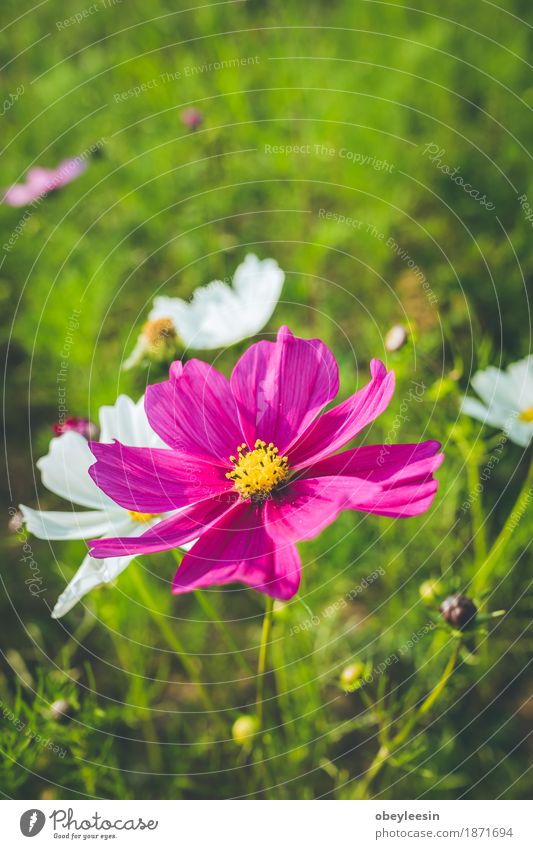 Beautiful pink flowers growing, selective focus Lifestyle Style Design Joy Art Nature Plant Tree Flower Adventure Colour photo Multicoloured Close-up Detail