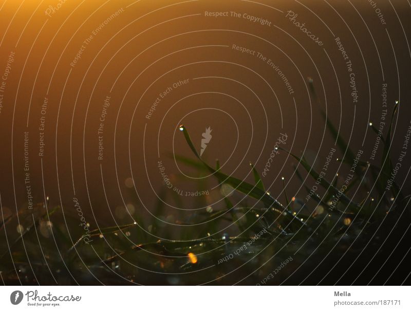 red in the morning Environment Nature Plant Earth Drops of water Sunrise Sunset Grass Meadow Glittering Illuminate Growth Dark Natural Moody Warm-heartedness