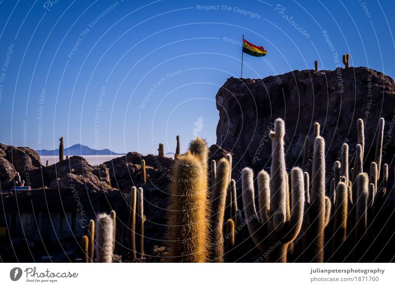 Bolivian flag at Incahuasi cactus island Uyuni Dessert Vacation & Travel Sun Island Nature Landscape Plant Sky Cactus Hill Lake Flag Wild Blue Yellow Colour