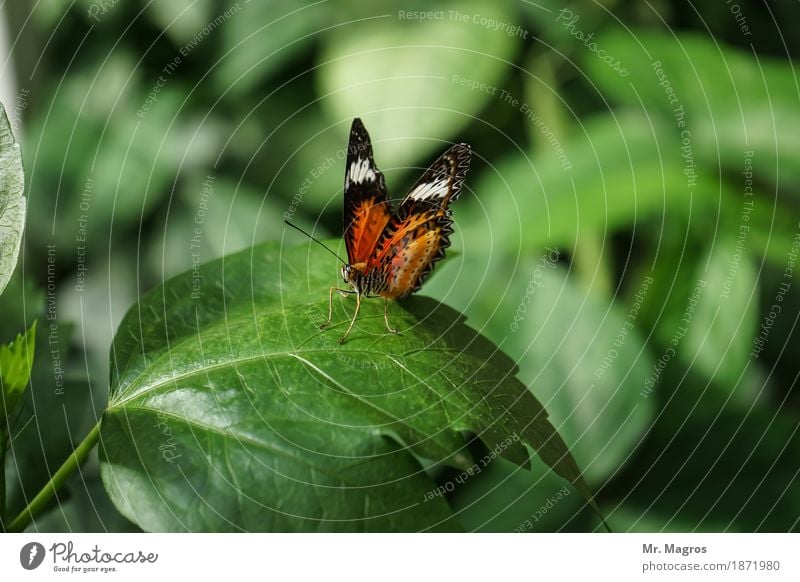 butterfly Animal Butterfly 1 Esthetic Elegant Colour Nature Colour photo Interior shot Close-up Deserted Day Artificial light Deep depth of field