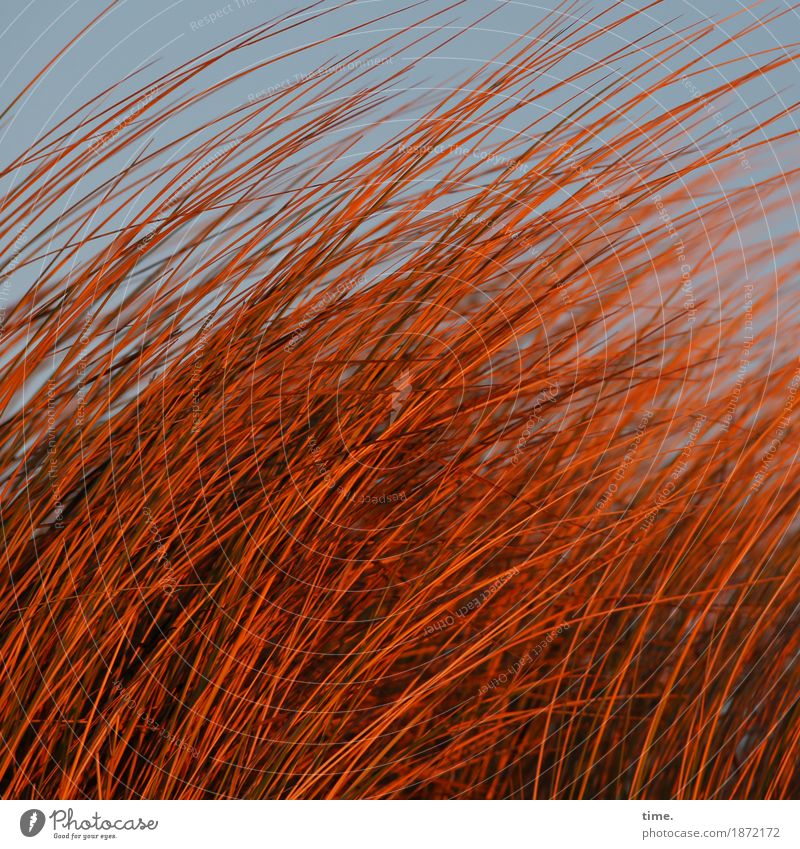 evening fire Environment Nature Landscape Sky Autumn Beautiful weather Wind Gale Grass Blade of grass Coast Beach Movement Rotate Illuminate Dance Growth