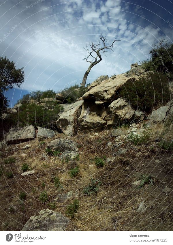 Against the wind Nature Landscape Plant Earth Sky Clouds Summer Weather Beautiful weather Tree Grass Bushes Wild plant Rock Mountain Hot Loneliness Horizon