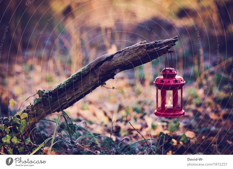 Christmas - Lantern with candle Christmas & Advent shoulder stand Christmassy Candlelight Illuminate out Red Burn Light