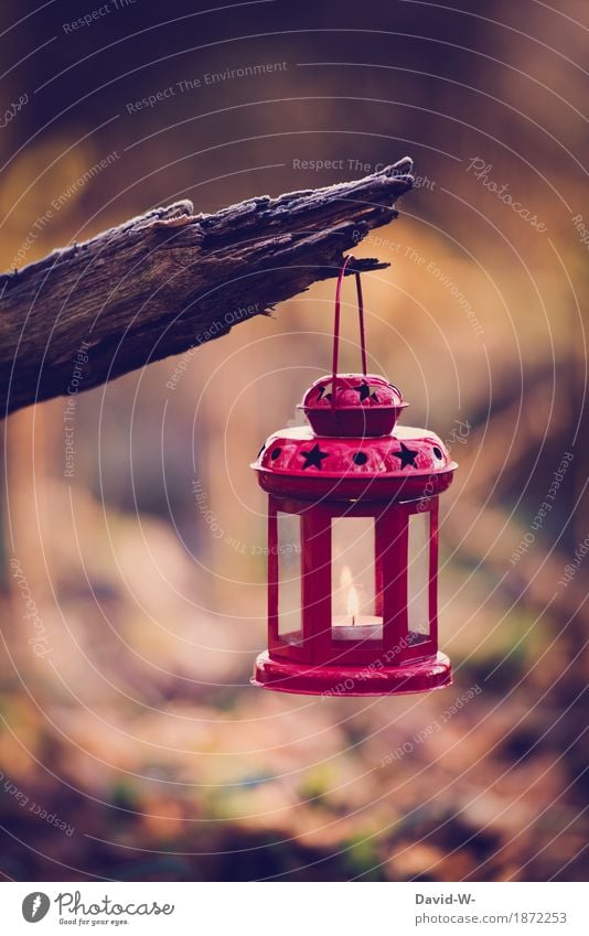 Red lantern Art Environment Nature Winter Tree Forest Illuminate Lantern Candle Tea warmer candle Beautiful Pensive Christmas & Advent Moody Joy Anticipation